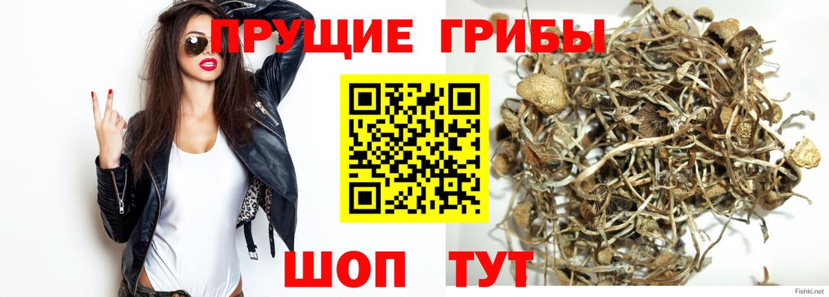 Галлюциногенные грибы Cubensis Бугуруслан